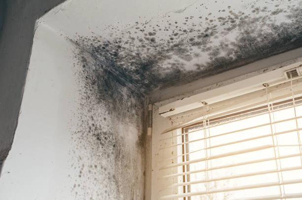 Affordable Bathroom Mold Removal solutions in Central City, IL